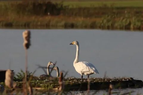 Uusimaa