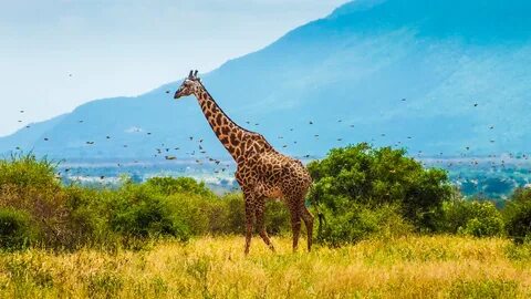 narok