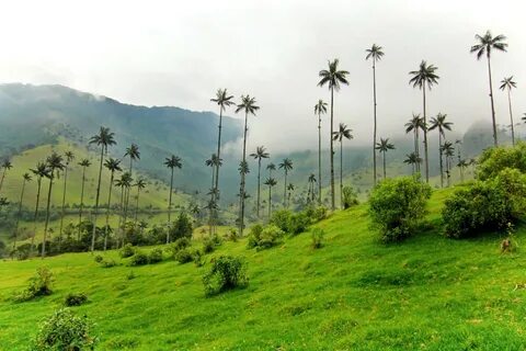 Cauca