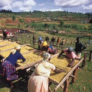 Nyeri