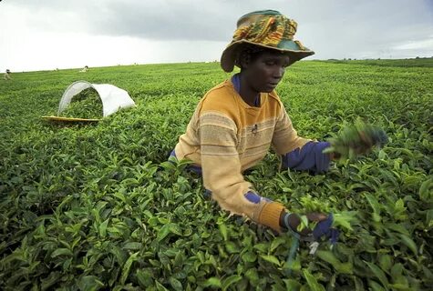 Kericho