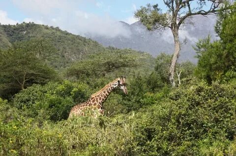 Arusha