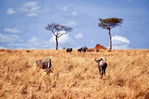 Arusha