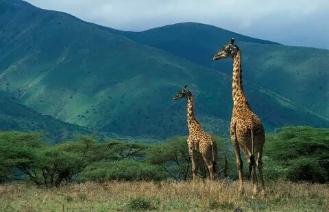 Arusha