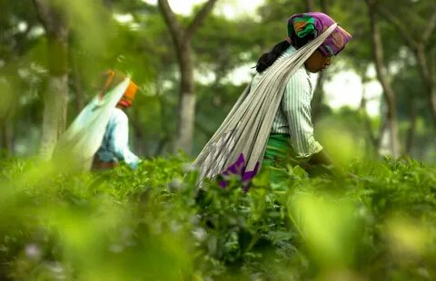 Panchagarh Bölgesi