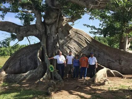 Ceiba