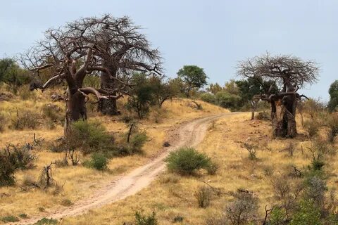 Limpopo