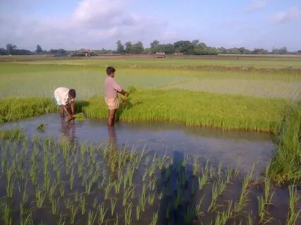 Satkhira Bölgesi
