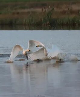 Uusimaa
