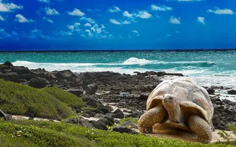 Galapagos