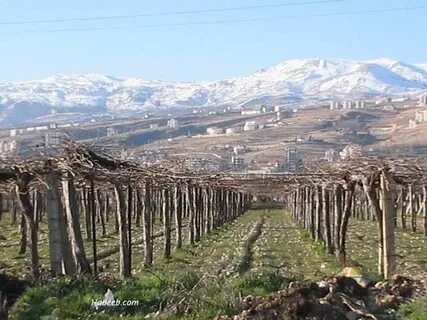 Bekaa