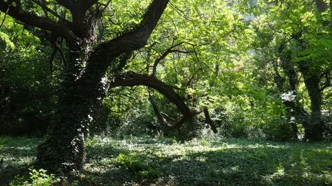 Şumnu