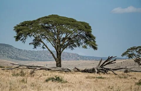 Isiolo