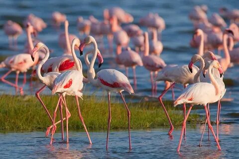 Nakuru