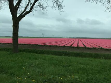 Flevoland