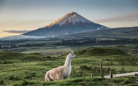 Sucumbio'lar