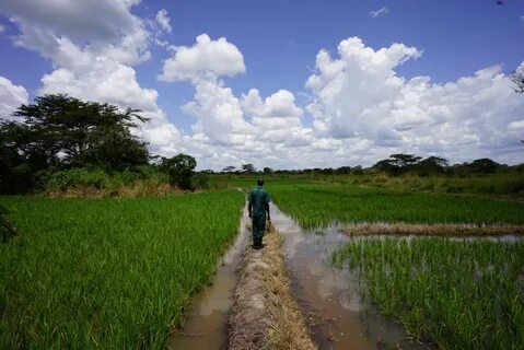 Nakasongola Bölgesi
