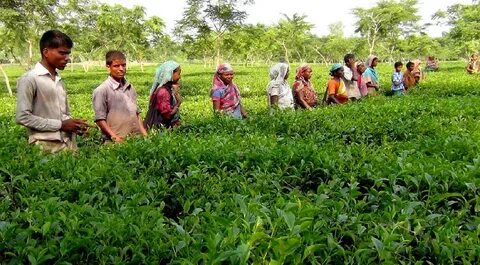 Panchagarh Bölgesi