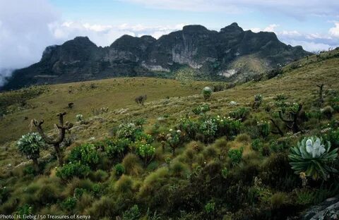 Nyandarua