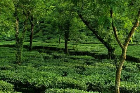 Sylhet Bölümü