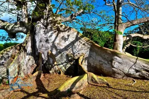 Ceiba