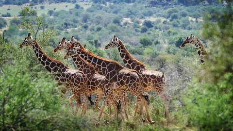 Laikipia