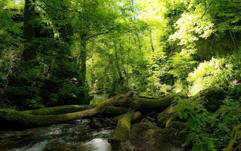 Bracknell Ormanı