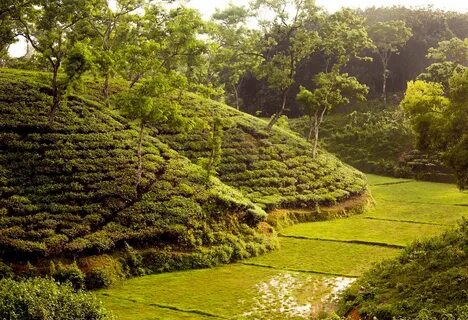 Sylhet Bölümü