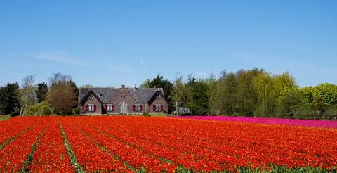 Güney Hollanda