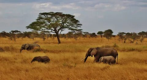 Songwe
