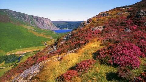 Wicklow