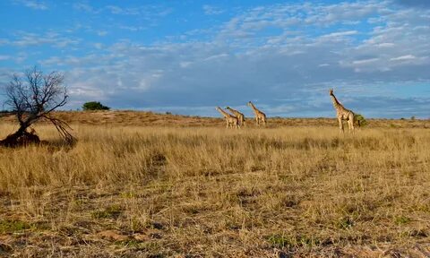 Kgalagadi Bölgesi