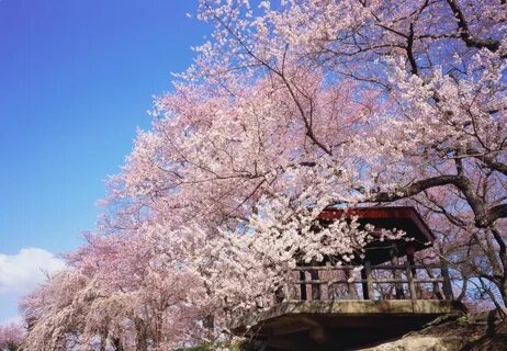 Yamagata İli