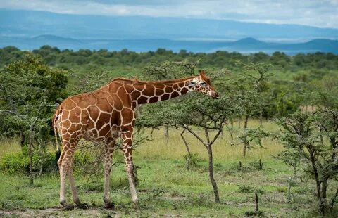Laikipia