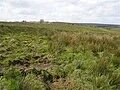 Coleraine İlçe Konseyi