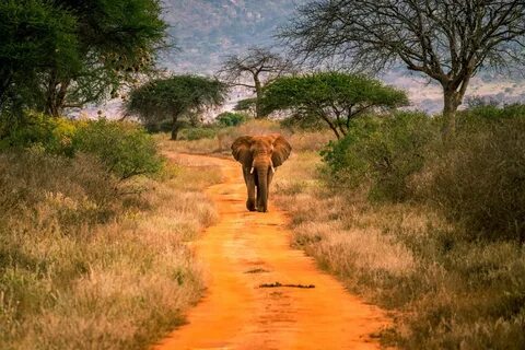Kwale