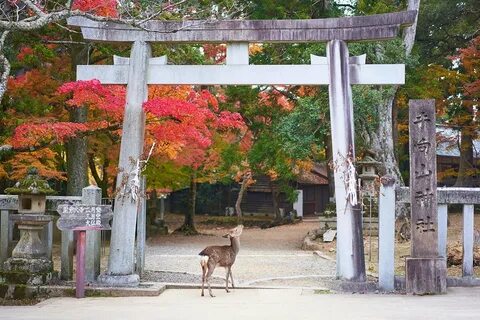 Nara İli