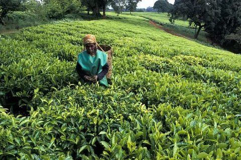 Bomet