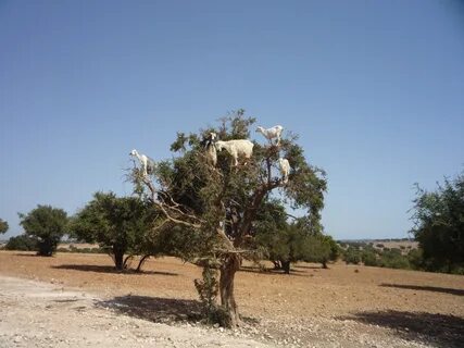 Chtouka-Ait Baha