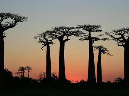 Toliara Eyaleti