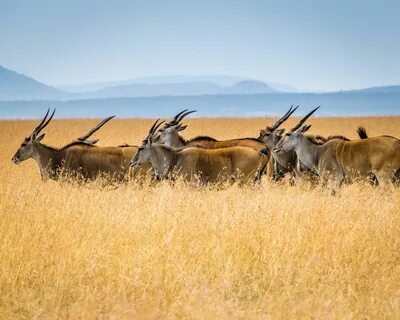 narok