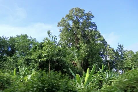 Kayin Eyaleti
