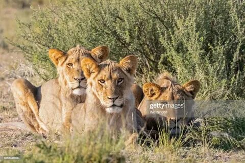 Kgalagadi Bölgesi