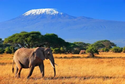 Kilimanjaro