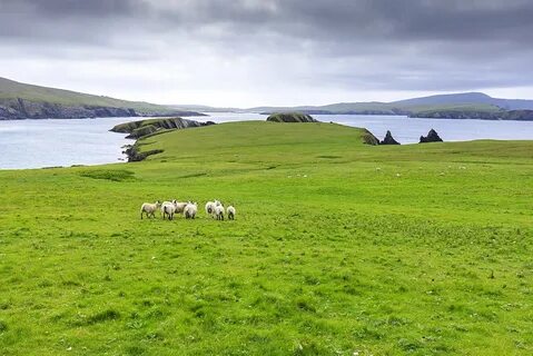 Shetland Adaları