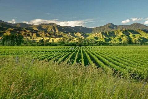 Marlborough Bölgesi