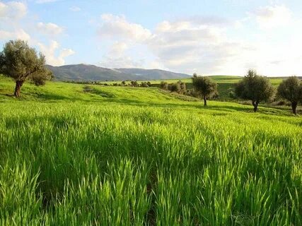 El Tarf