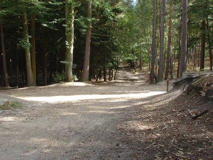 Bracknell Ormanı