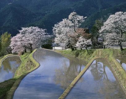 Ōita idari bölge