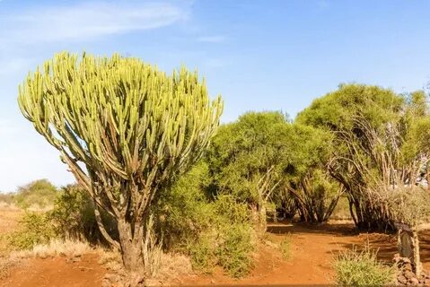 Isiolo